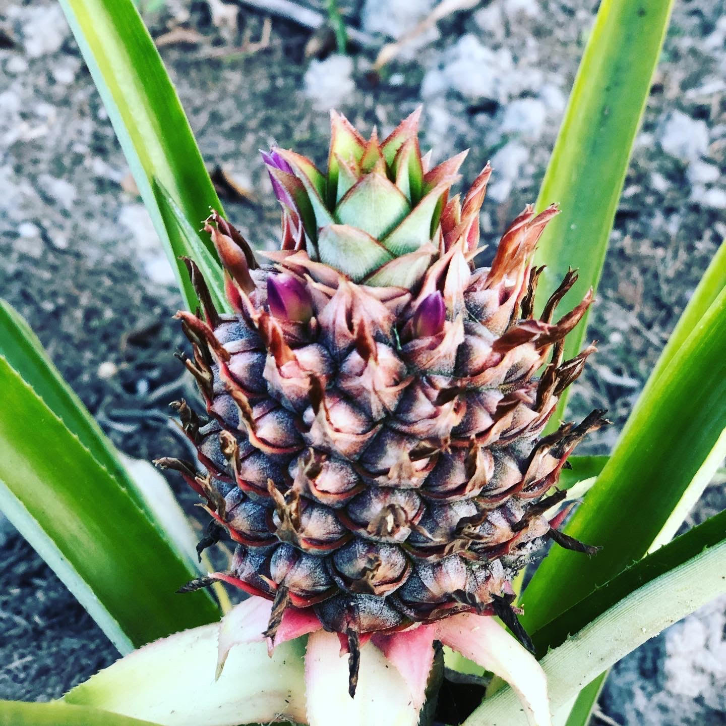 Pineapple - Pleasant Garden